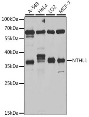 Western Blot: NTH1 AntibodyBSA Free [NBP2-95213]