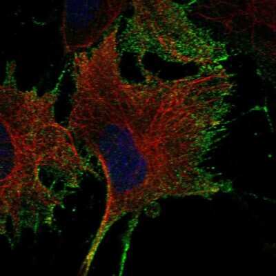 Immunocytochemistry/ Immunofluorescence: NTNG1 Antibody [NBP2-57380]