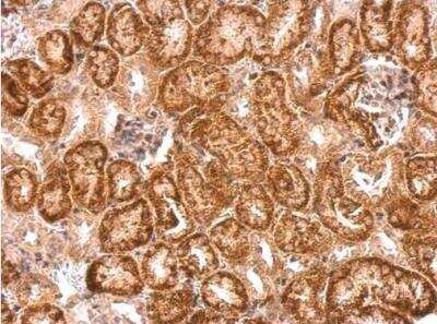 Immunohistochemistry-Paraffin: NTNG1 Antibody [NBP2-15047]