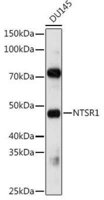 Western Blot: NTS1/NTSR1 AntibodyAzide and BSA Free [NBP2-95192]