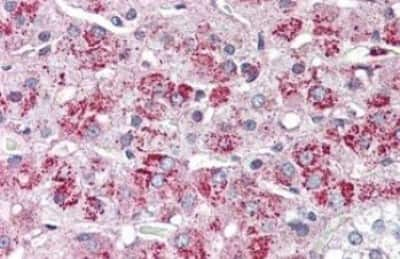 Immunohistochemistry-Paraffin: NTS2/NTSR2 Antibody [NBP3-14429]