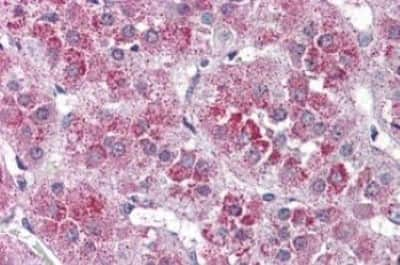 Immunohistochemistry-Paraffin: NTS2/NTSR2 Antibody [NBP3-14430]