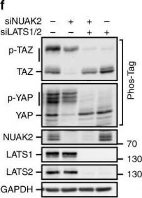 Knockdown Validated: NUAK2 Antibody [NBP1-81880]
