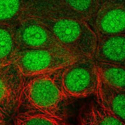 Immunocytochemistry/ Immunofluorescence: NUB1/NYREN18 Antibody [NBP2-58449]