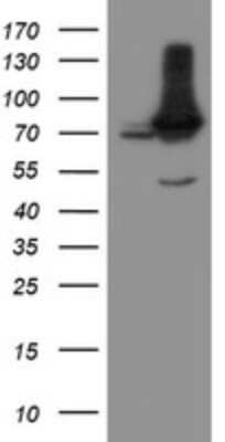 Western Blot: NUB1/NYREN18 Antibody (OTI2G1)Azide and BSA Free [NBP2-73082]