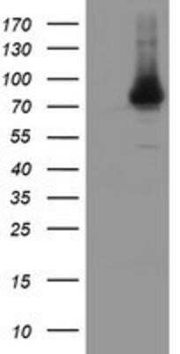 Western Blot: NUB1/NYREN18 Antibody (OTI4H2)Azide and BSA Free [NBP2-73084]