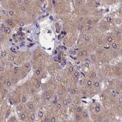 Immunohistochemistry-Paraffin: NUBP1 Antibody [NBP1-92204]