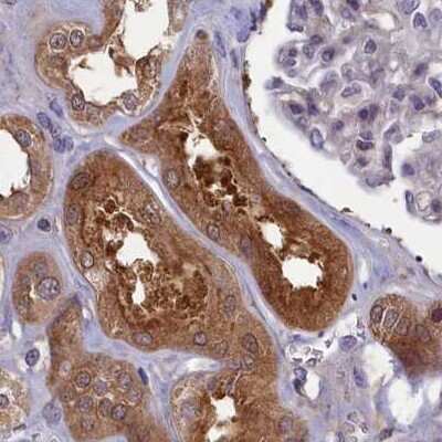 Immunohistochemistry-Paraffin: NUBP1 Antibody [NBP1-92204]