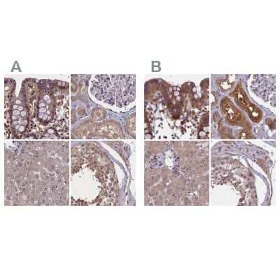 Immunohistochemistry-Paraffin: NUBP1 Antibody [NBP1-92205]