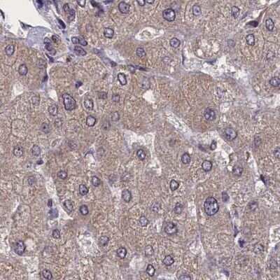 Immunohistochemistry-Paraffin: NUBP1 Antibody [NBP1-92205]
