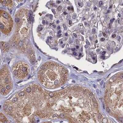 Immunohistochemistry-Paraffin: NUBP1 Antibody [NBP1-92205]