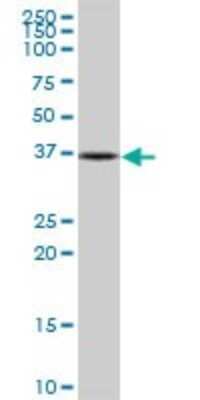 Western Blot: NUBP1 Antibody [H00004682-B01P]