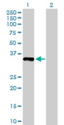 Western Blot: NUBP1 Antibody [H00004682-B01P]