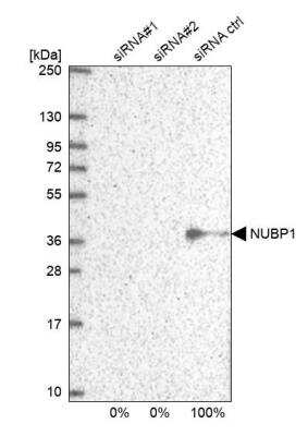 Western Blot: NUBP1 Antibody [NBP1-92205]