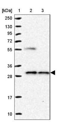 Western Blot: NUBP2 Antibody [NBP1-84533]