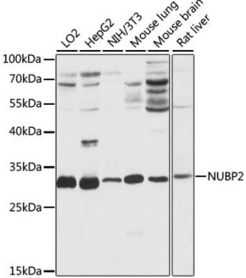 Western Blot: NUBP2 AntibodyAzide and BSA Free [NBP2-94547]