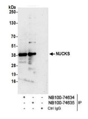 Immunoprecipitation: NUCKS1 Antibody [NB100-74635]