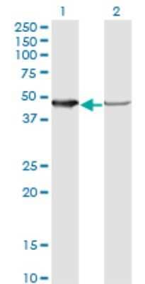 Western Blot: NUDC Antibody (6F12) [H00010726-M02]