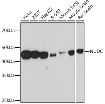 Western Blot: NUDC Antibody (8A5H4) [NBP3-16468]