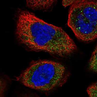 Immunocytochemistry/ Immunofluorescence: NUDC Antibody [NBP1-89510]