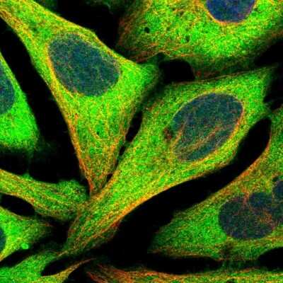 Immunocytochemistry/ Immunofluorescence: NUDC Antibody [NBP1-89517]