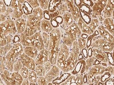 Immunohistochemistry-Paraffin: NUDC Antibody [NBP2-96997]