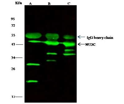 Immunoprecipitation: NUDC Antibody [NBP2-96997]