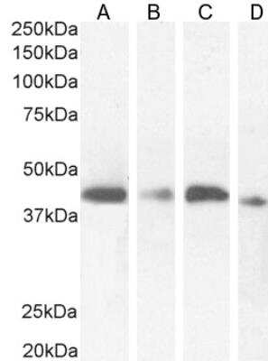 Western Blot: NUDC Antibody [NBP1-51971]