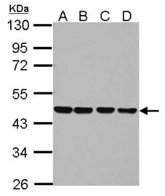 Western Blot: NUDC Antibody [NBP2-19604]