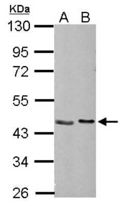 Western Blot: NUDC Antibody [NBP2-19604]