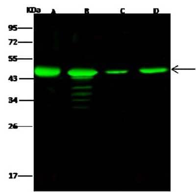 Western Blot: NUDC Antibody [NBP2-96997]