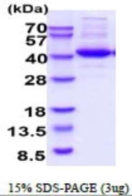 SDS-PAGE: Recombinant Human NUDC His Protein [NBP2-52390]