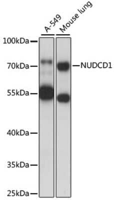 Western Blot: NUDCD1 AntibodyAzide and BSA Free [NBP2-94412]