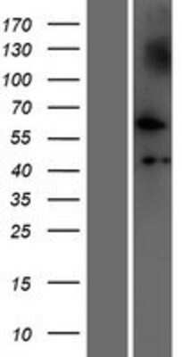 Western Blot: NUDCD1 Overexpression Lysate [NBP2-09470]