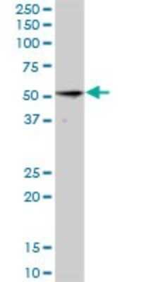 Western Blot: NUDCD3 Antibody [H00023386-B01P]