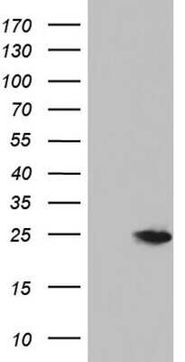 Western Blot: NUDT10 Antibody (OTI1A6) [NBP2-46268]