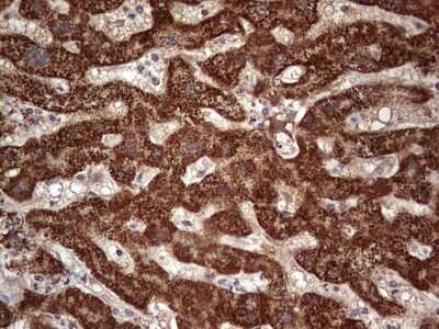 Immunohistochemistry: NUDT12 Antibody (OTI2G2) [NBP2-46275]