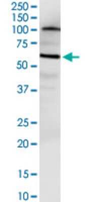 Western Blot: NUDT12 Antibody (3F7) [H00083594-M01]