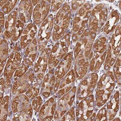 Immunohistochemistry-Paraffin: NUDT12 Antibody [NBP2-13681]