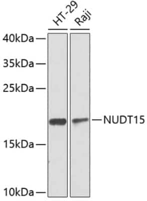 Western Blot: NUDT15 AntibodyBSA Free [NBP2-93605]