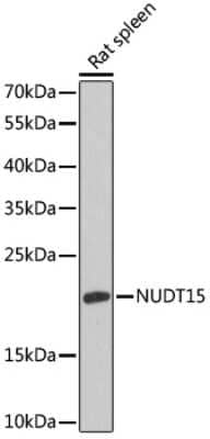 Western Blot: NUDT15 AntibodyBSA Free [NBP2-94839]