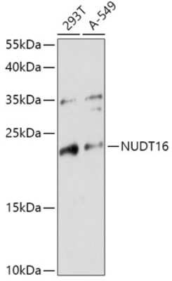 Western Blot: NUDT16 AntibodyAzide and BSA Free [NBP2-94422]