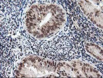 Immunohistochemistry-Paraffin: NUDT18 Antibody (OTI5D7) [NBP2-01432]