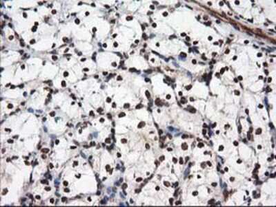 Immunohistochemistry-Paraffin: NUDT18 Antibody (OTI5D7) [NBP2-01432]