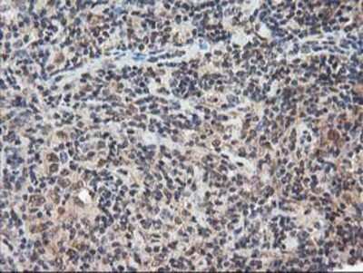 Immunohistochemistry-Paraffin: NUDT18 Antibody (OTI5D7) [NBP2-01432]