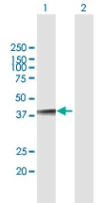 Western Blot: NUDT18 Antibody [H00079873-B01P]