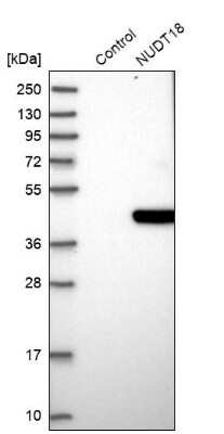 Western Blot: NUDT18 Antibody [NBP1-83602]