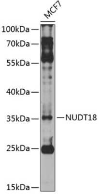 Western Blot: NUDT18 AntibodyBSA Free [NBP2-94736]