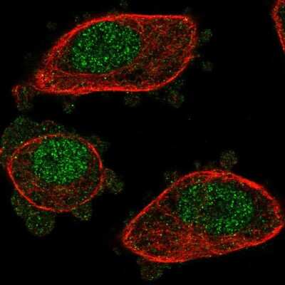 Immunocytochemistry/ Immunofluorescence: NUDT2 Antibody [NBP2-57066]