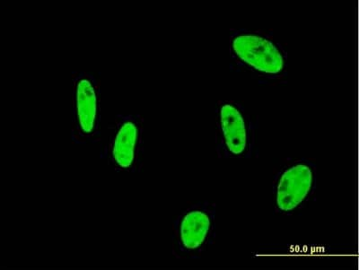 Immunocytochemistry/ Immunofluorescence: NUDT21 Antibody (3F8) [H00011051-M12]